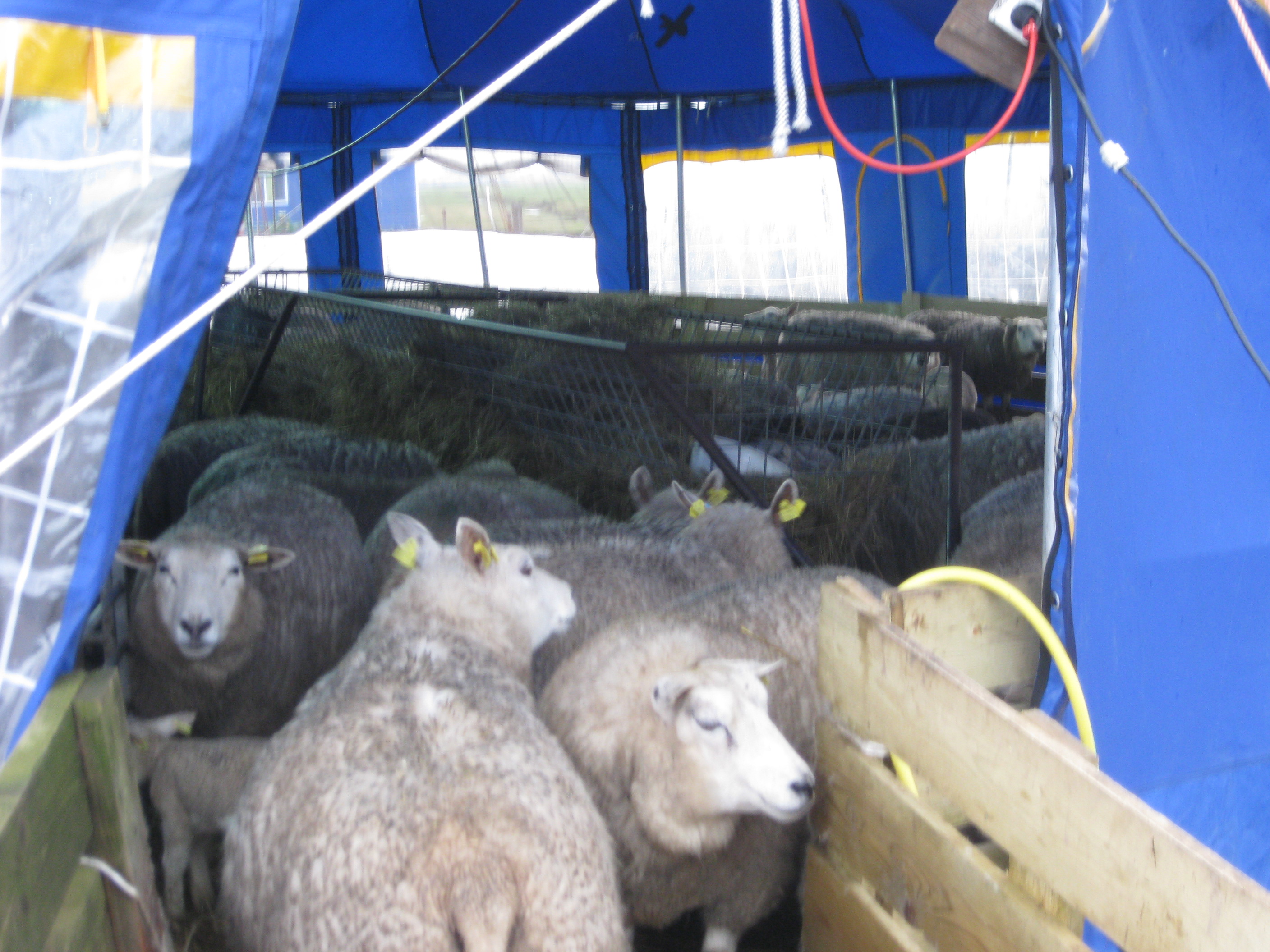 schaap